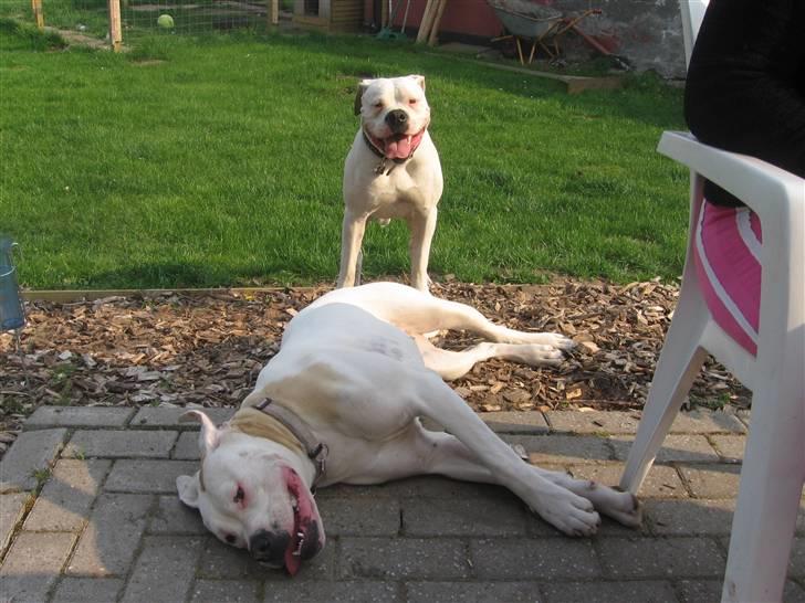 Amerikansk bulldog Trunte - Trunte helt død efter at ha leget hårdt med hendes dejlige bror Triton :D  billede 5