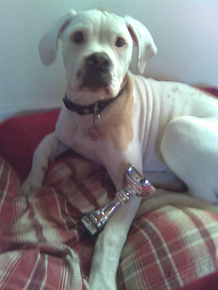 Amerikansk bulldog Trunte - En stolt lille hund med hendes GULD pokal :D  billede 6