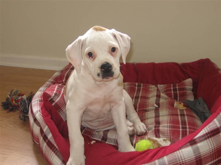 Amerikansk bulldog Trunte billede 7