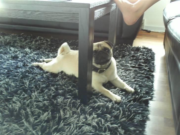 Mops Amy - årh godt lige at kunne strække sig lidt ud... billede 3