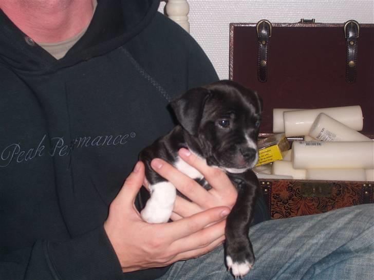 Staffordshire bull terrier Xena billede 9