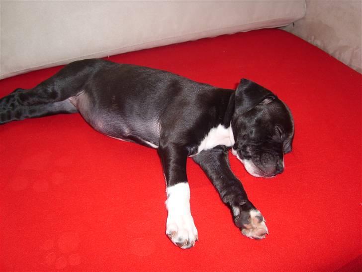 Staffordshire bull terrier Xena billede 10