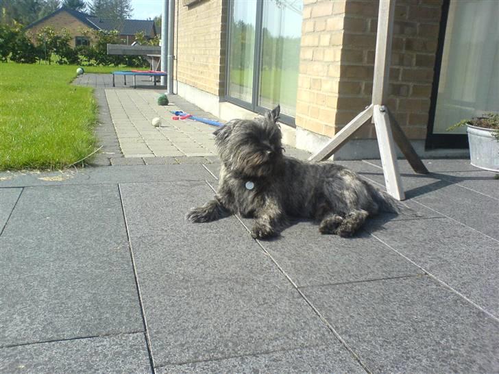 Cairn terrier Zeus - puuhaa. dejligt med lidt frisk luft:D billede 15