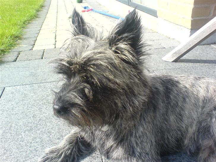 Cairn terrier Zeus - :S billede 16