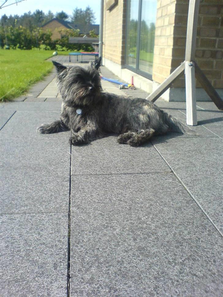 Cairn terrier Zeus - gå! billede 17