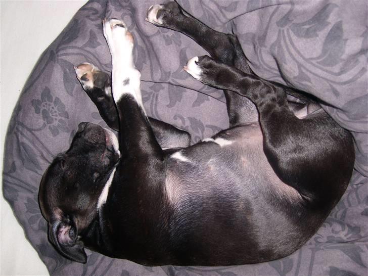 Staffordshire bull terrier Xena billede 11