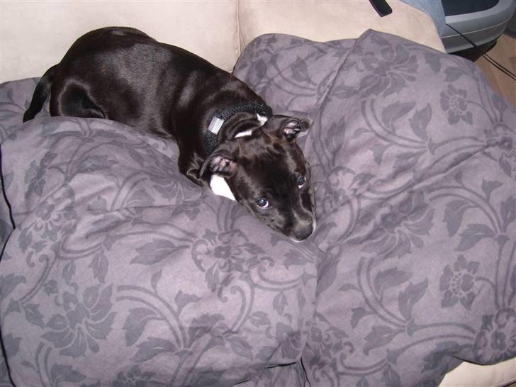 Staffordshire bull terrier Xena billede 12