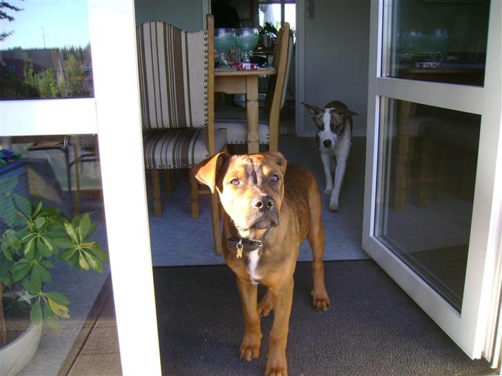 Blanding af racer Amstaff/Rotte - Specki* billede 17