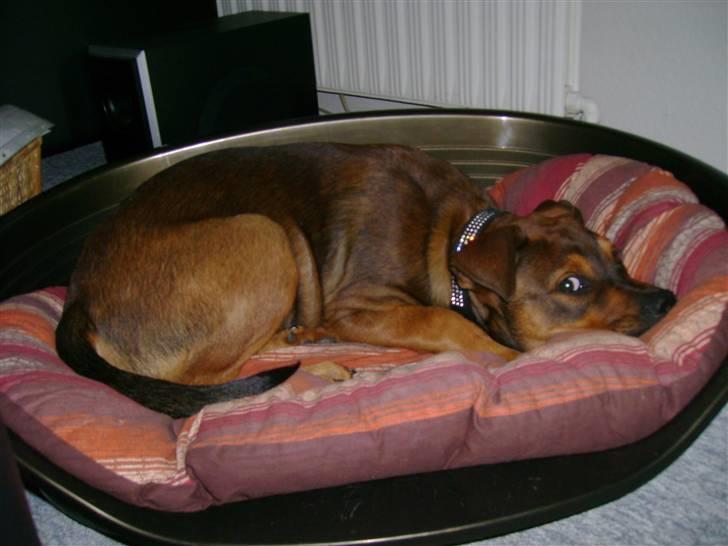 Blanding af racer Amstaff/Rotte - Specki* billede 18