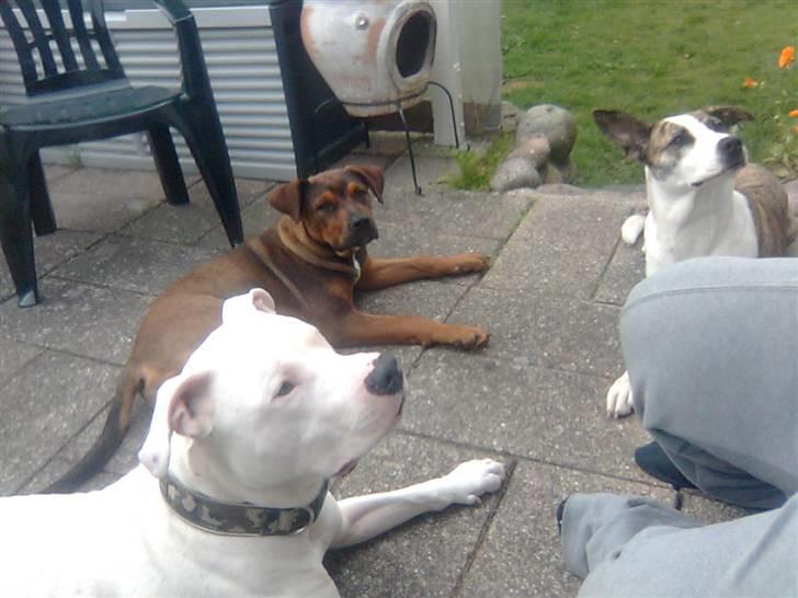 Blanding af racer Amstaff/Rotte - Specki* billede 20