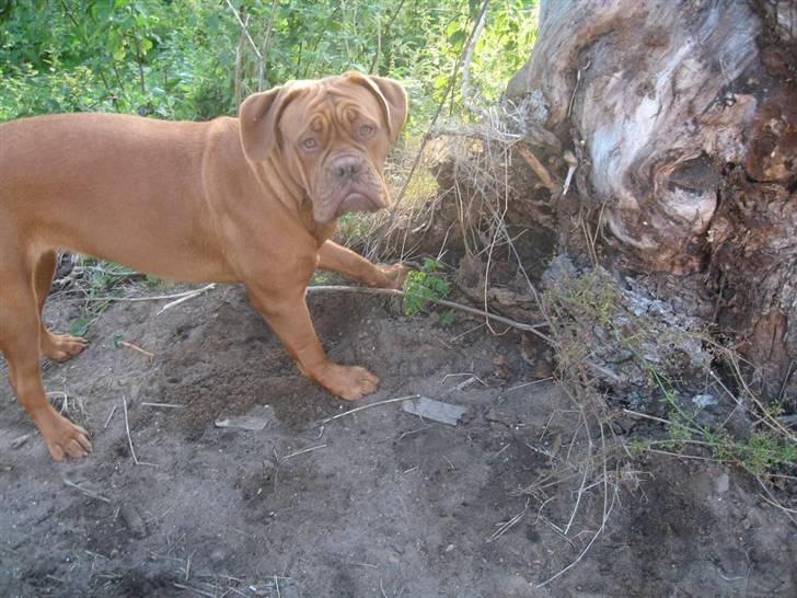 Dogue de bordeaux Cobberhouse's Buena Vista - Jeg må da gerne grave hul her ikke??:o) billede 9