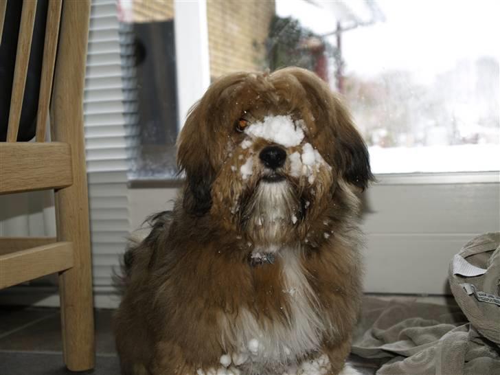 Lhasa apso Sofus - jeg er lige kommer ind fra haven der er fuld af sne  billede 16