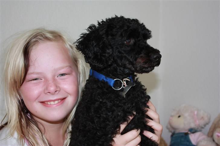 Dværgpuddel | Pjevs - Min Veninde med min hund. billede 2