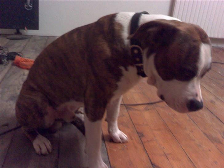 Amerikansk staffordshire terrier Tyson 'Solgt' billede 5