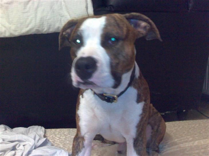 Amerikansk staffordshire terrier Tyson 'Solgt' billede 6