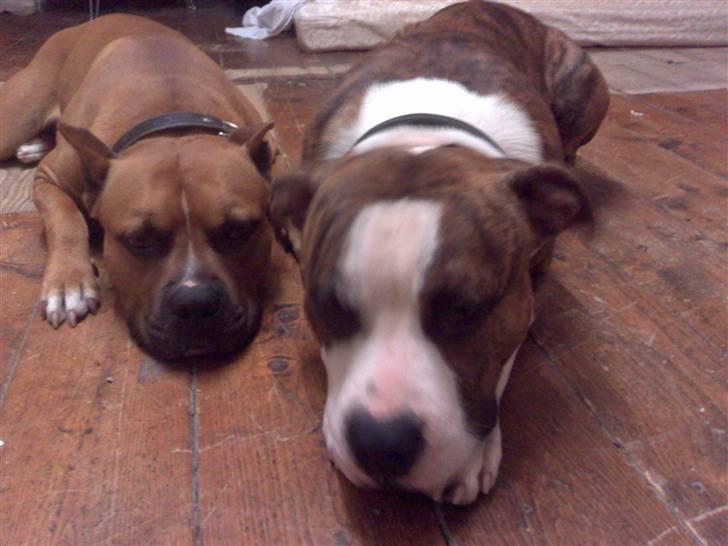 Amerikansk staffordshire terrier Tyson 'Solgt' billede 7