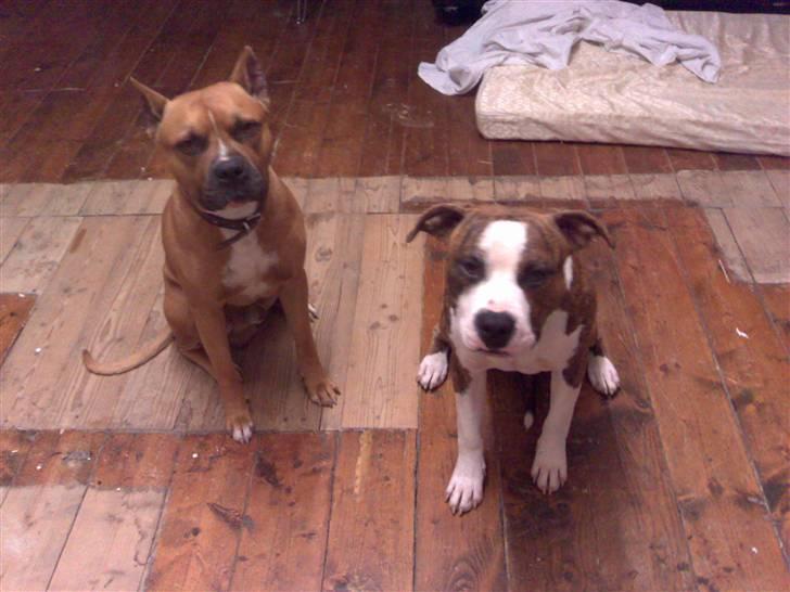 Amerikansk staffordshire terrier Tyson 'Solgt' billede 8