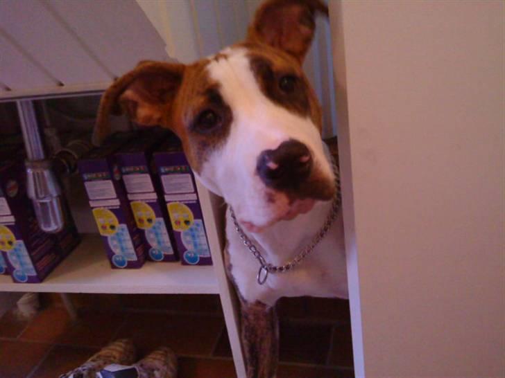 Amerikansk staffordshire terrier Ticka - kigger lige ind billede 1