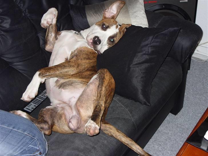 Amerikansk staffordshire terrier Ticka - kalder du på mig?? billede 2