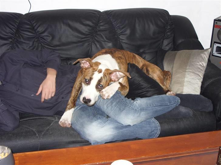 Amerikansk staffordshire terrier Ticka billede 3