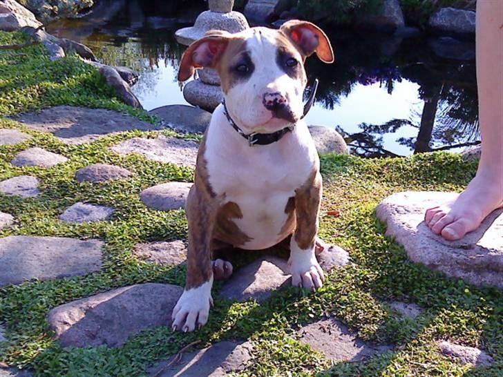 Amerikansk staffordshire terrier Ticka billede 4