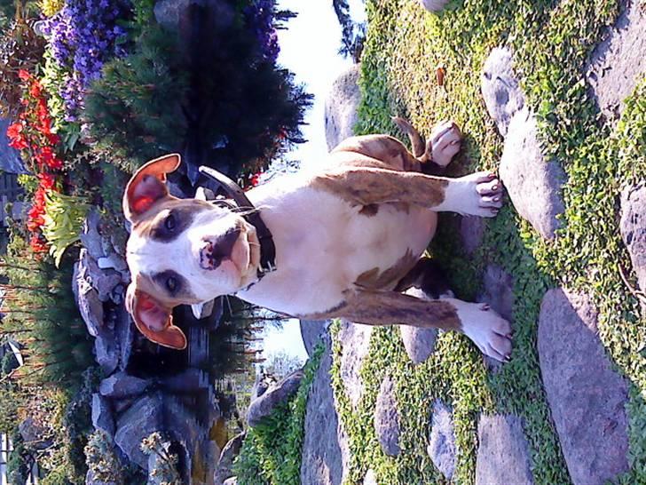 Amerikansk staffordshire terrier Ticka billede 5