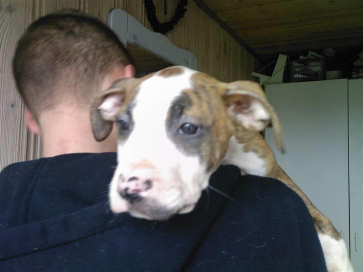 Amerikansk staffordshire terrier Ticka - er lige kommet hjem billede 6