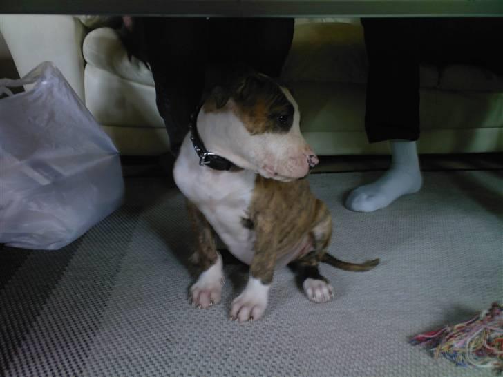 Amerikansk staffordshire terrier Ticka - det er helt nyt for mig billede 7