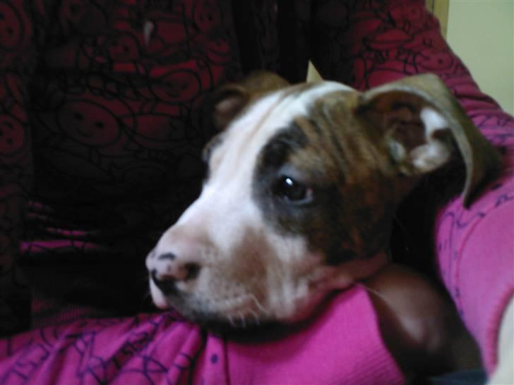 Amerikansk staffordshire terrier Ticka billede 8