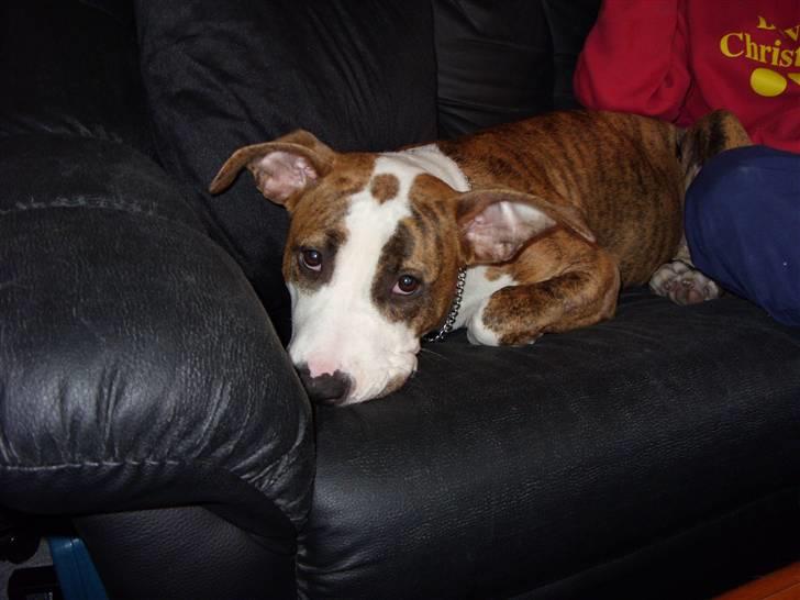 Amerikansk staffordshire terrier Ticka billede 9