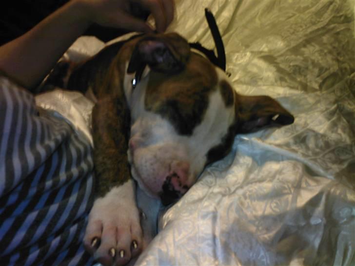 Amerikansk staffordshire terrier Ticka billede 10