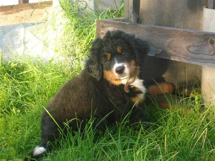 Berner sennenhund Bel`Royal`s Cocio billede 8
