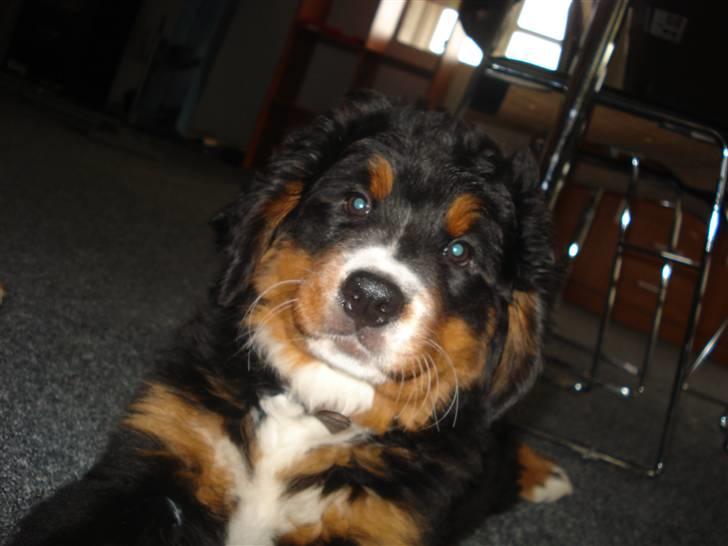 Berner sennenhund Bel`Royal`s Cocio - syntes hun ser så vigtig ud her billede 9