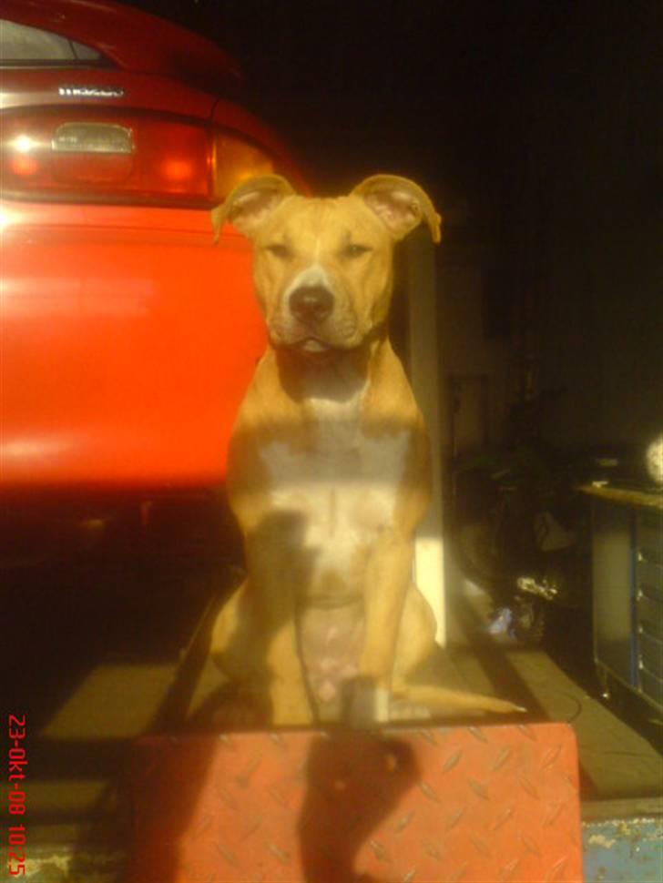 Amerikansk staffordshire terrier Sita billede 1