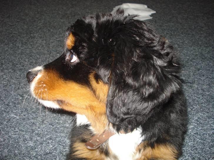 Berner sennenhund Bel`Royal`s Cocio billede 10