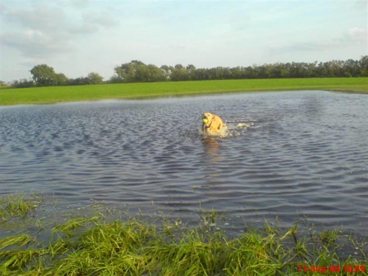 Amerikansk staffordshire terrier Sita billede 3