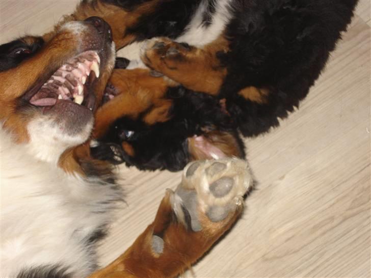 Berner sennenhund Bel`Royal`s Cocio - leger lige med sin halv store søster billede 11