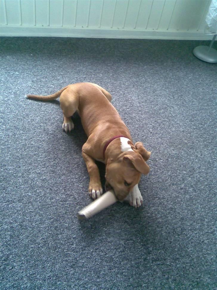 Amerikansk staffordshire terrier Sita billede 4