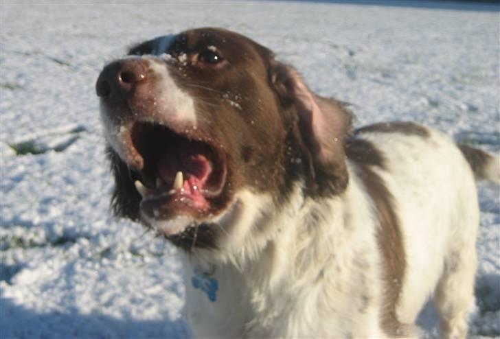 Engelsk springer spaniel Oscar  31.01.1999 - 08.02.2013 - 22. november 2008 billede 18