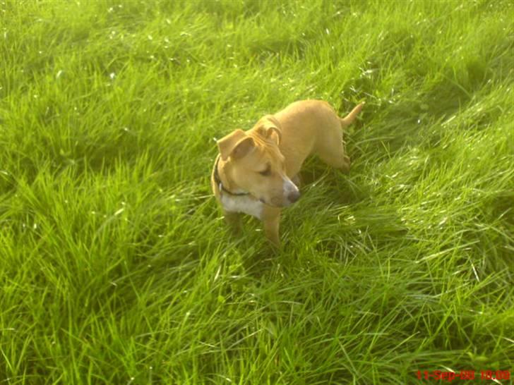 Amerikansk staffordshire terrier Sita billede 5