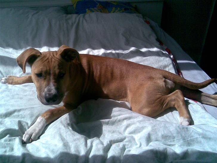 Amerikansk staffordshire terrier Sita billede 6