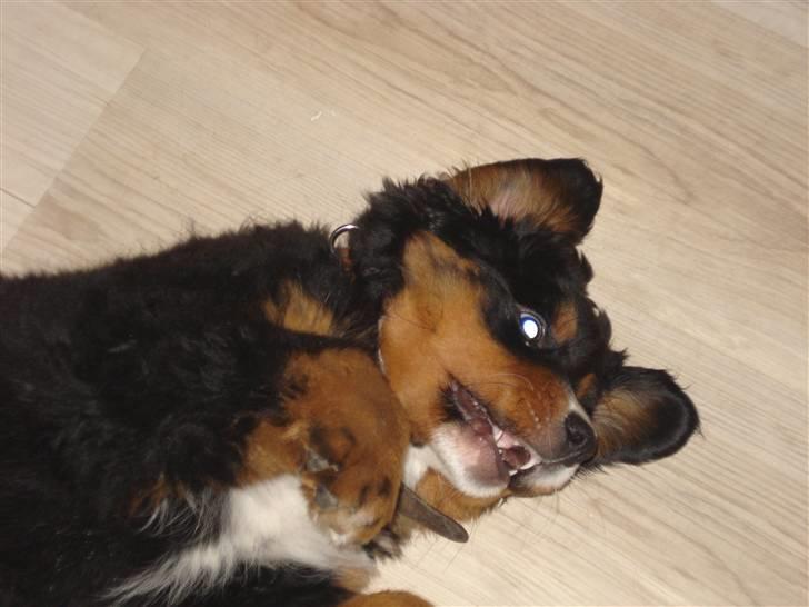 Berner sennenhund Bel`Royal`s Cocio billede 12