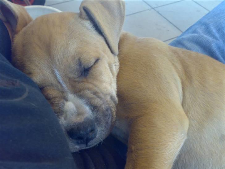 Amerikansk staffordshire terrier Sita billede 7