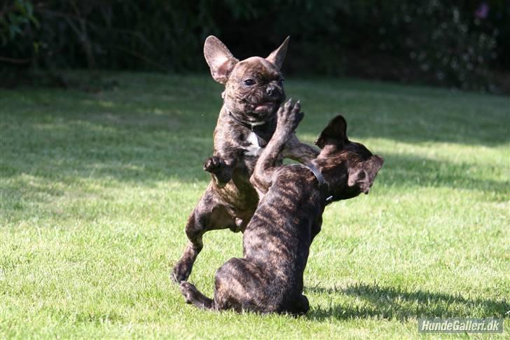 Fransk bulldog Ludvig - Foto: Kurt Madsen billede 20