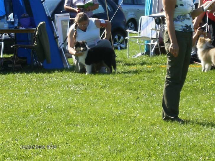 Collie langhåret Black Aisha - Aisha første udstilling billede 9