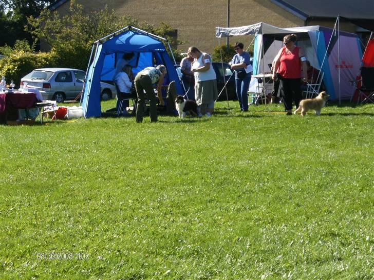 Collie langhåret Black Aisha billede 10