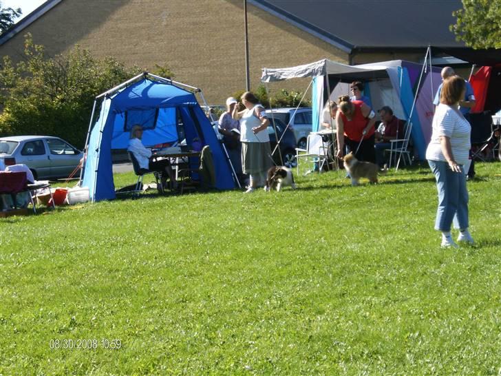 Collie langhåret Black Aisha billede 11