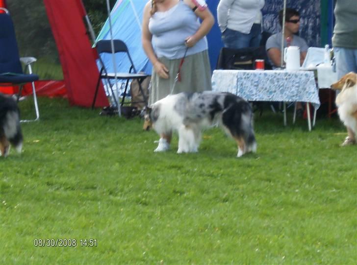 Collie langhåret Wendy billede 14