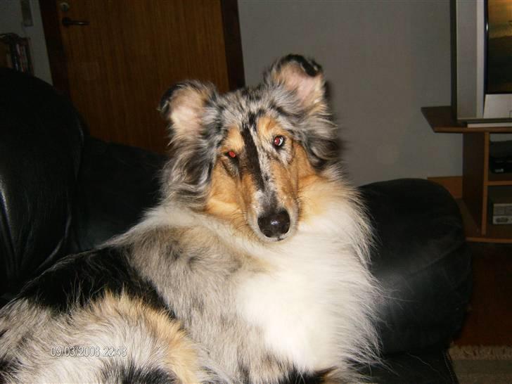 Collie langhåret Wendy billede 15