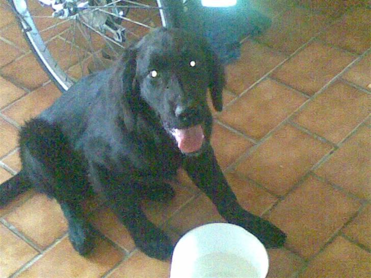 Flat coated retriever paco - ja paco elsker hvide skåle ved ikk hvorfor han stjæler den hele tiden :-) billede 1